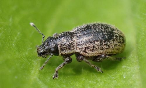 Réf. 323 462 : Strophosoma faber